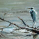 Geraldine on Break – Carol Hallock, artist